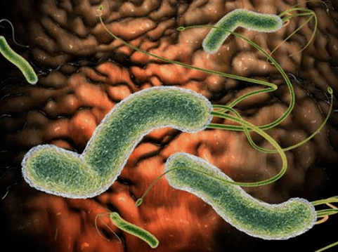Quali parassiti possono essere nel corpo